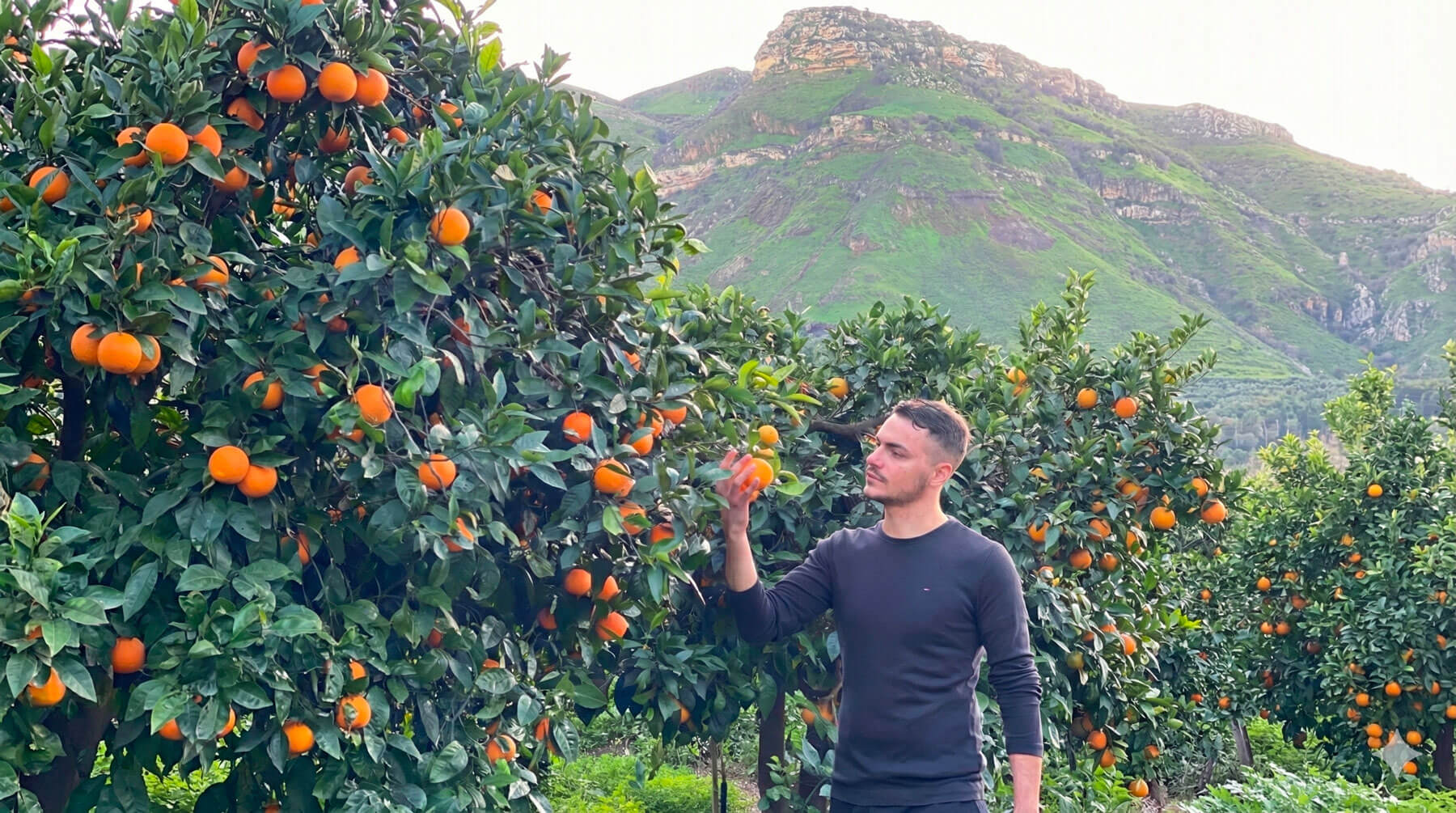 Vendita all'ingrosso di agrumi siciliani