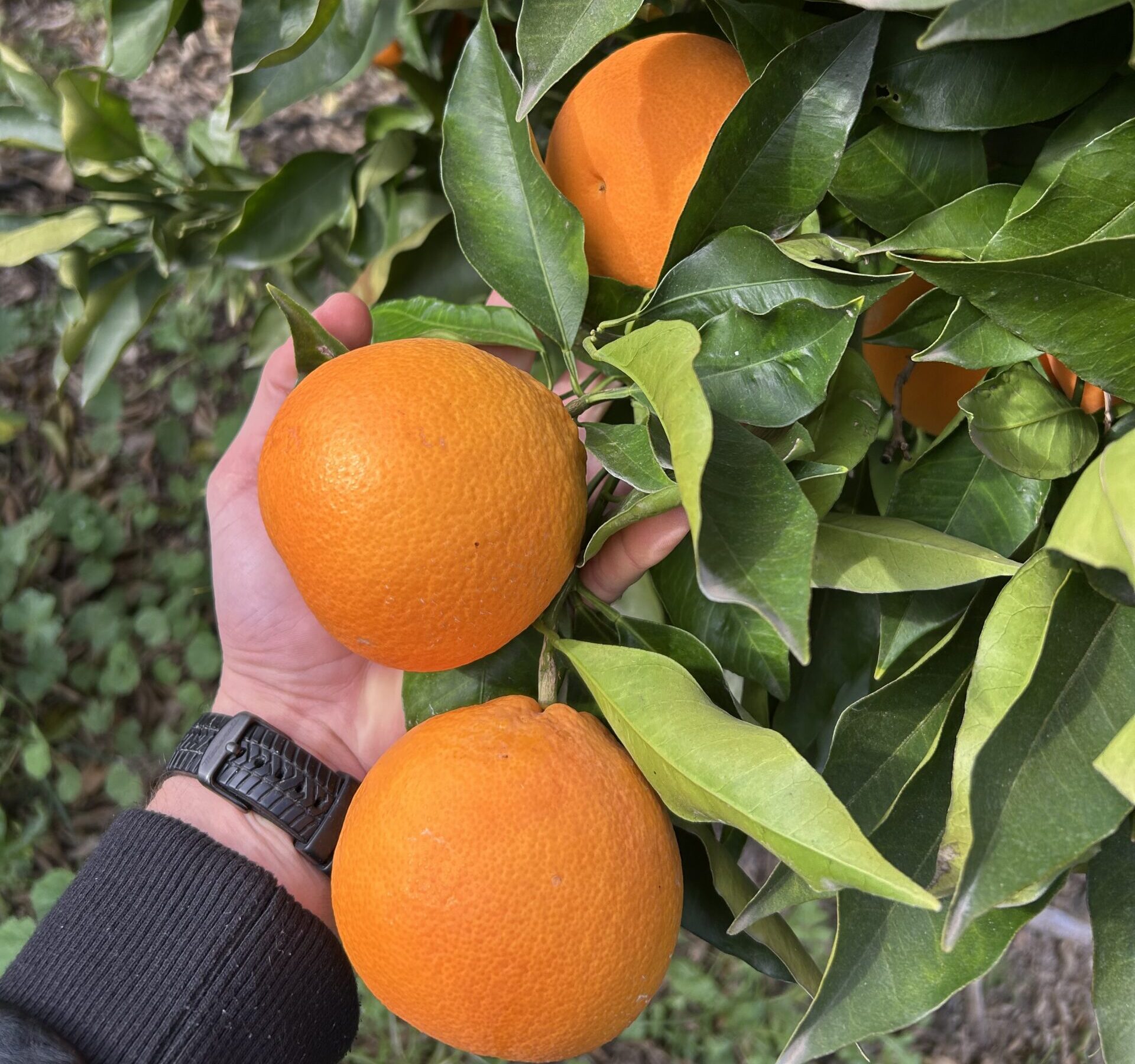 Arance Tarocco di Sicilia – QUALITÀ PREMIUM – 100% NATURALE - immagine 2