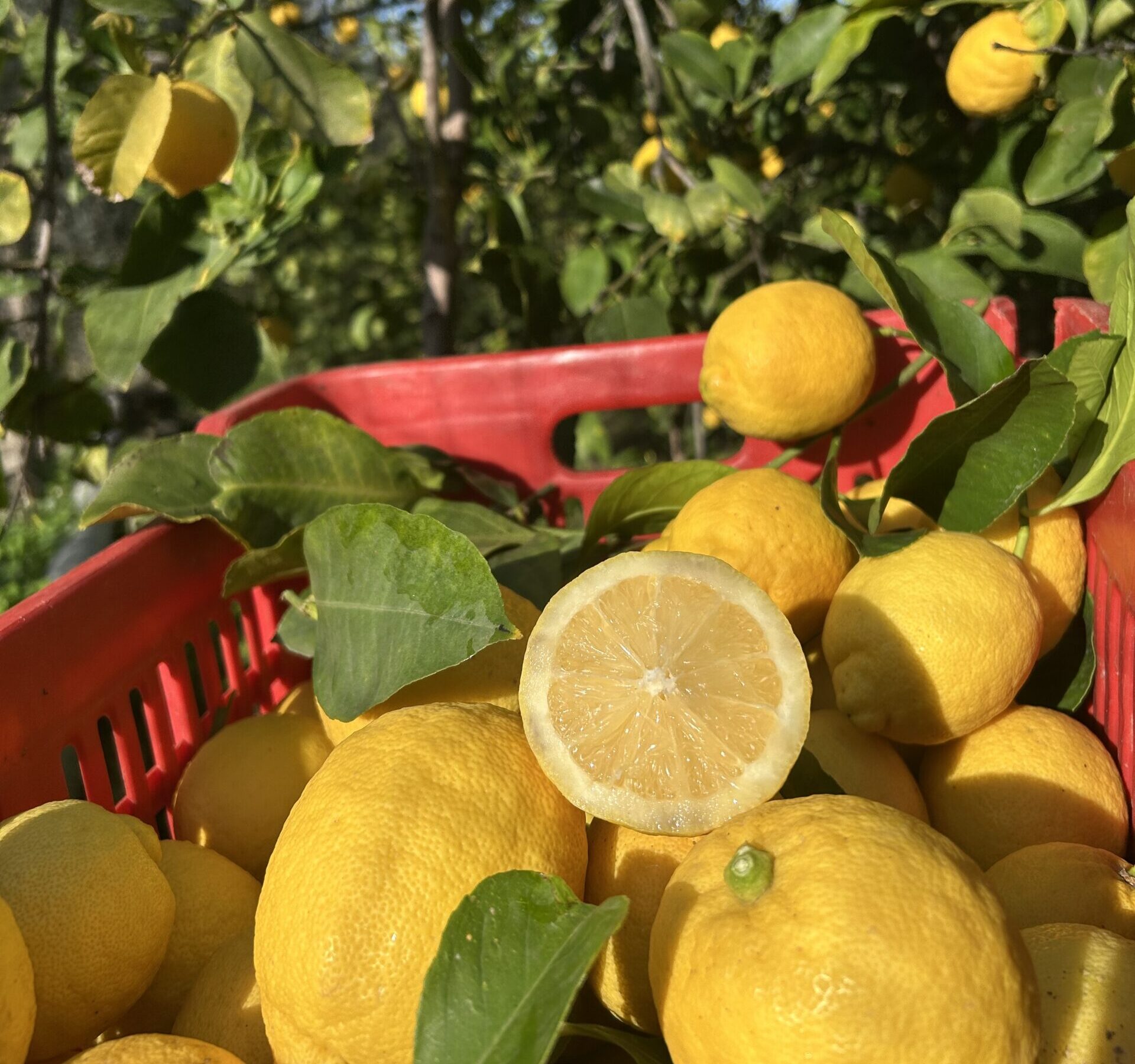 Limoni primofiore