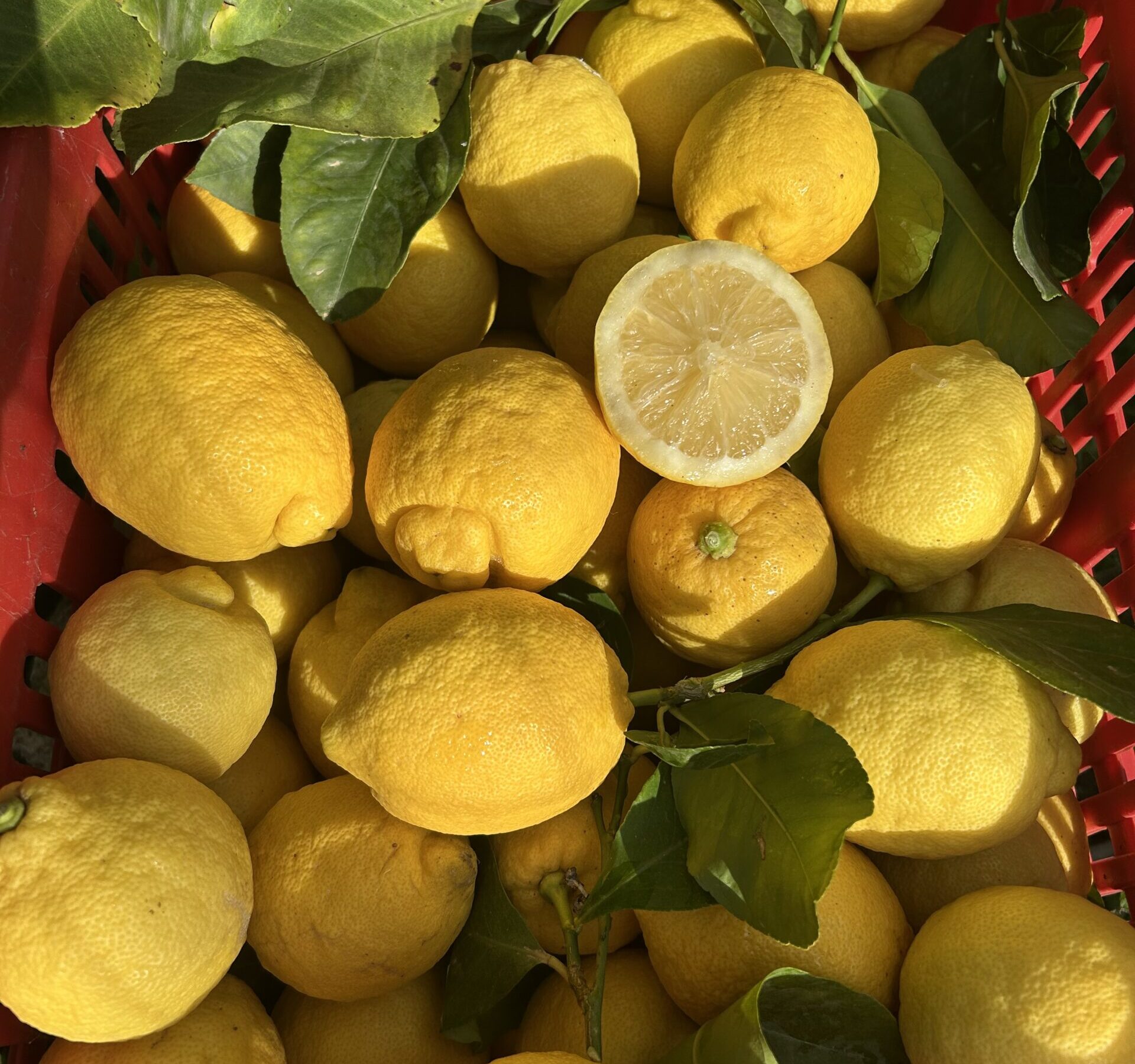 Citrons frais