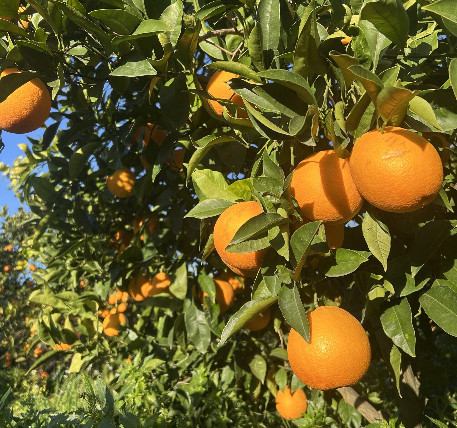 Arance Tarocco di Sicilia – QUALITÀ PREMIUM – 100% NATURALE - immagine 3